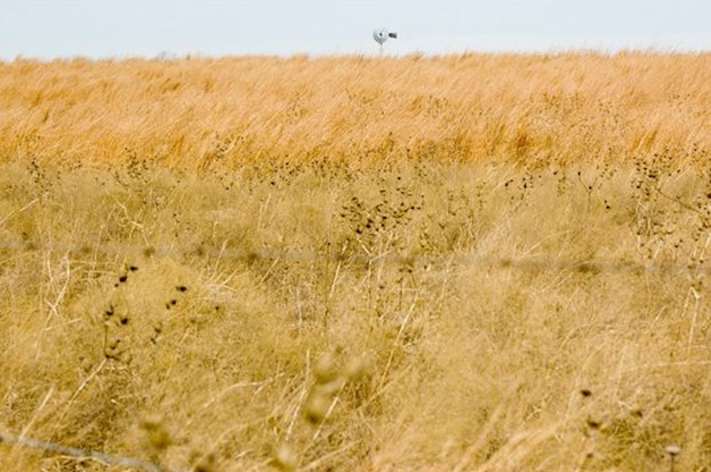 Texas Pasture